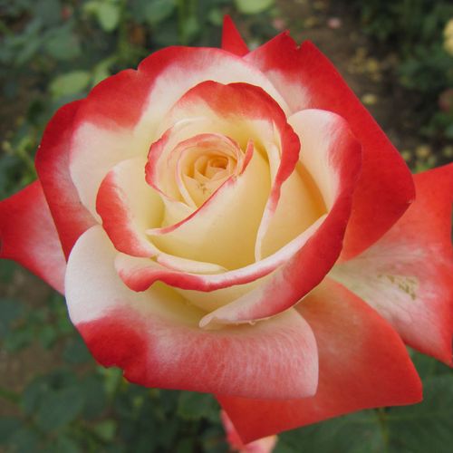 E-commerce, vendita, rose, in, vaso rose ibridi di tea - bianco-rosso - Rosa Impératrice Farah™ - rosa dal profumo discreto - Georges Delbard - ,-
